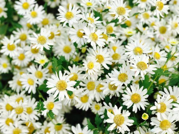 Hạt giống hoa cúc trắng sẽ mang đến cho bạn những trải nghiệm thú vị trong việc trồng trọt. Giống hoa này có màu trắng tuyệt đẹp và thể hiện sự tươi mới, tinh khiết. Hãy xem hình ảnh và bắt đầu cho kế hoạch trồng hoa của mình ngay thôi nào!
